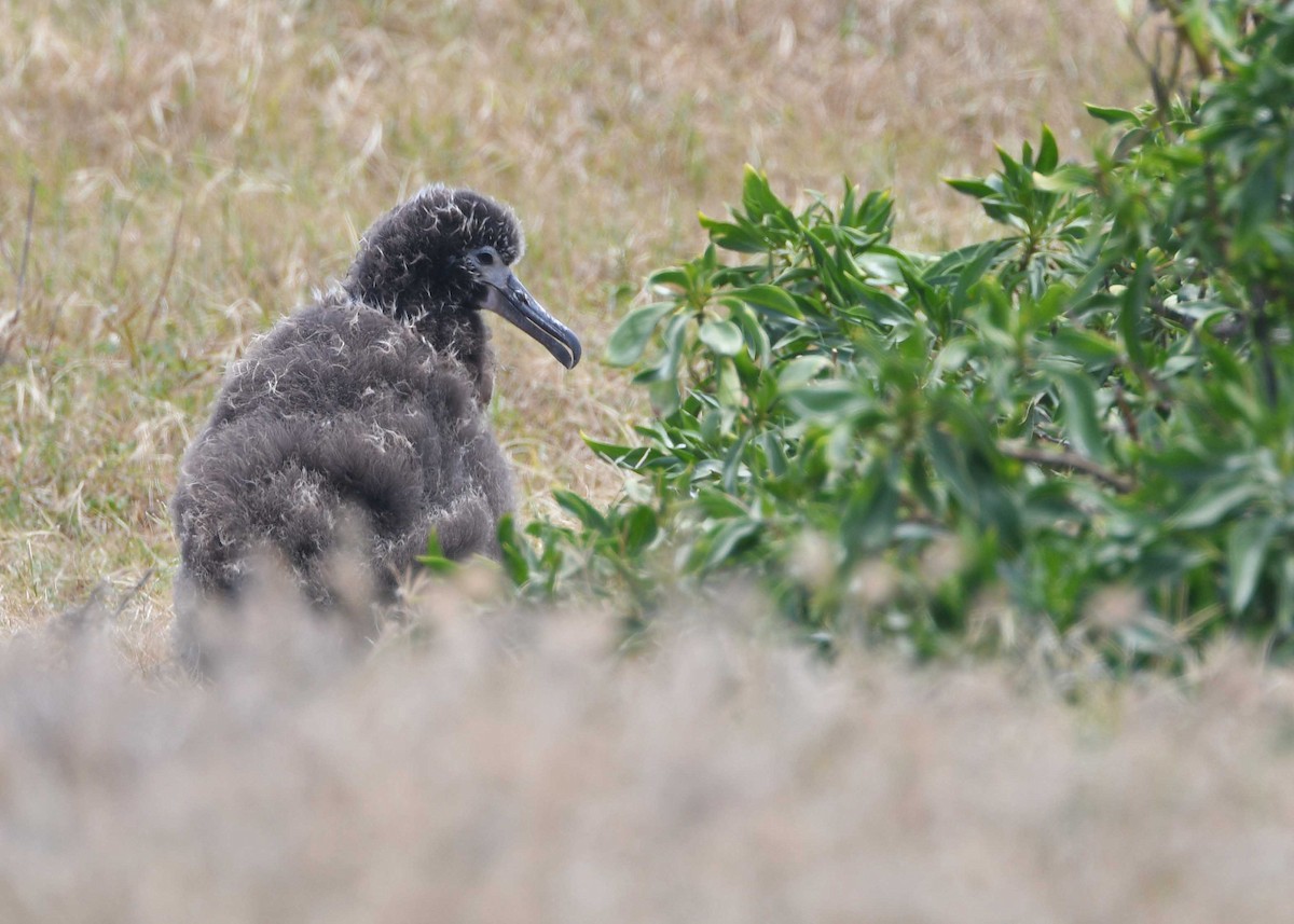 Laysan Albatross - ML150313011