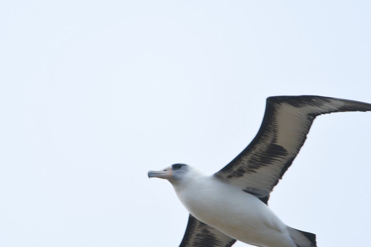 Laysan Albatross - ML150313031