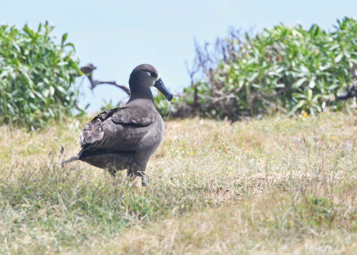 Black-footed Albatross - ML150313091