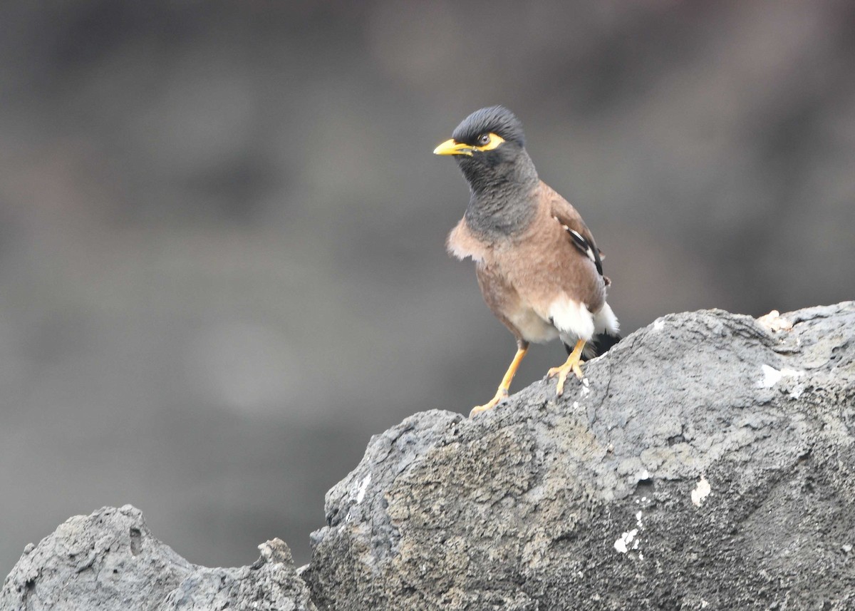 Common Myna - ML150313151