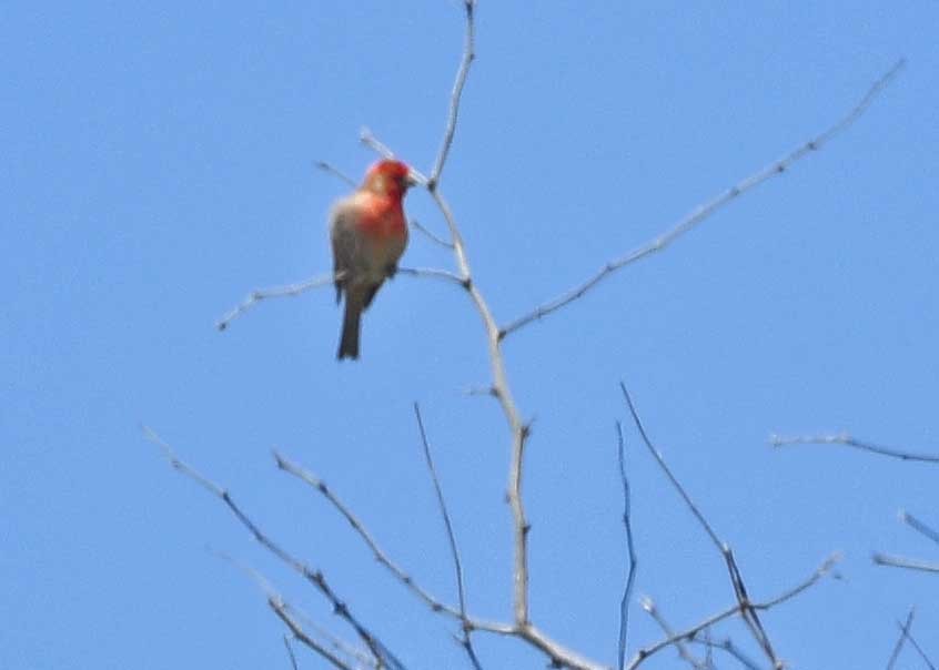 House Finch - ML150313201