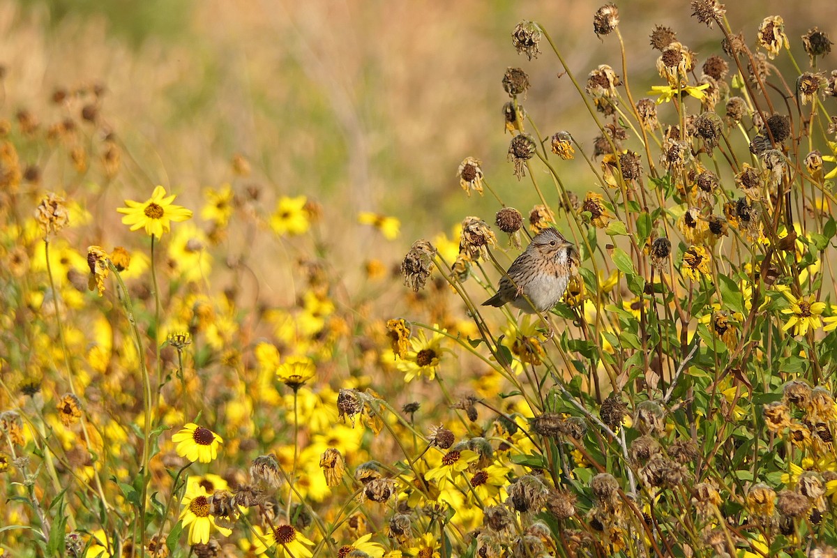 Lincoln's Sparrow - ML150313431