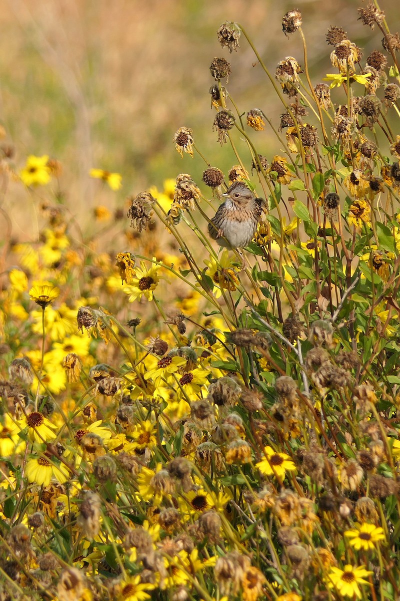 Lincoln's Sparrow - ML150313721