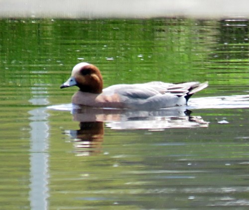 Eurasian Wigeon - ML150313791