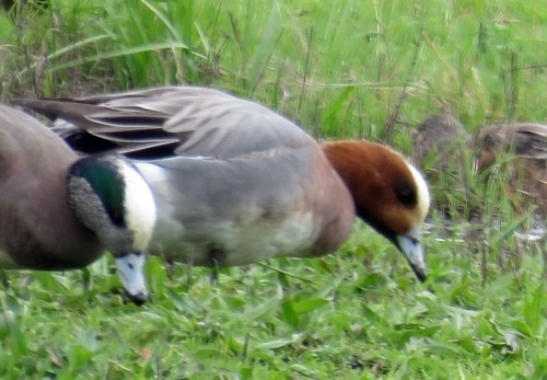 Eurasian Wigeon - ML150313801