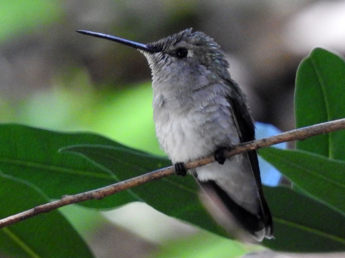 tanımsız Trochilidae sp. - ML150314031