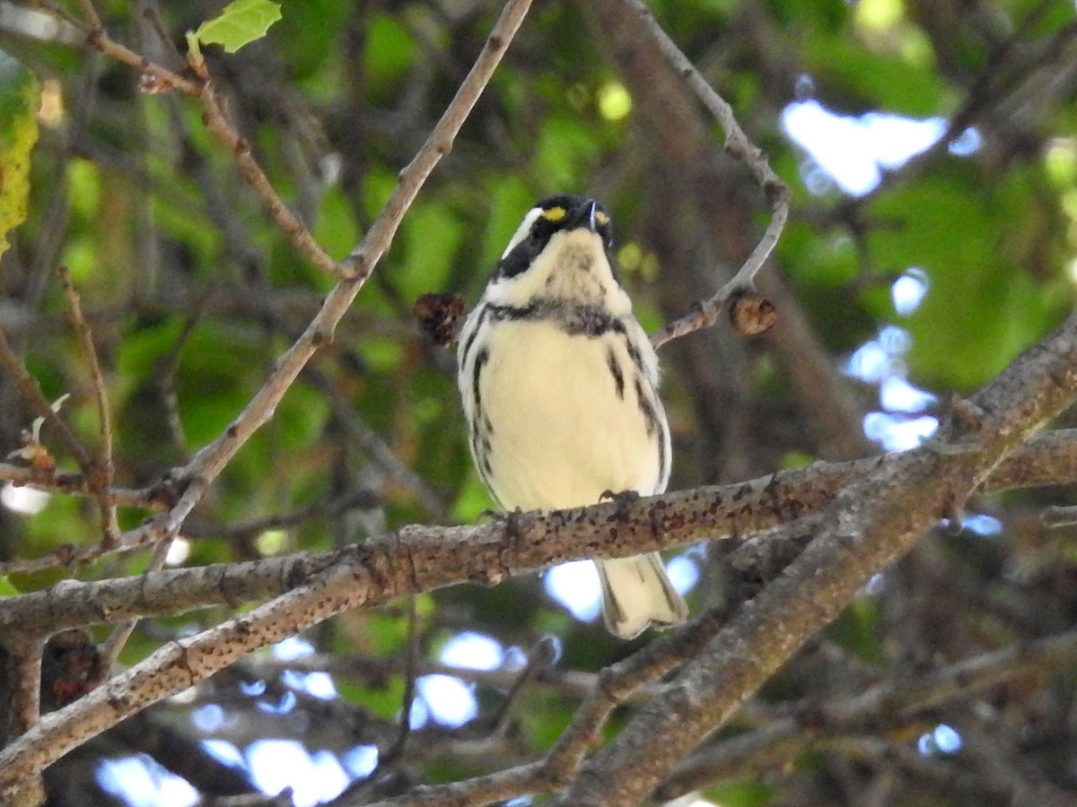 Black-throated Gray Warbler - Andrew Birch