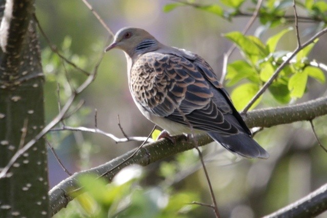 Oriental Turtle-Dove - ML150314141