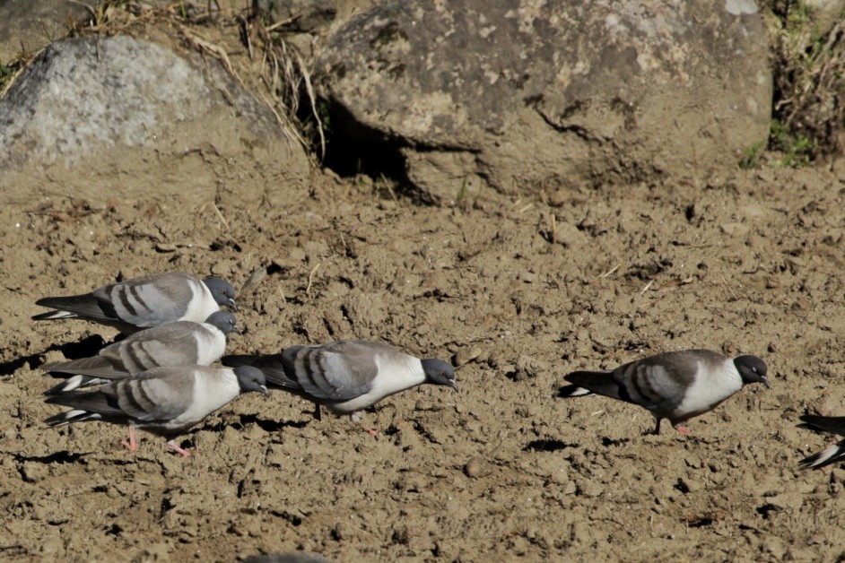 Snow Pigeon - ML150314421