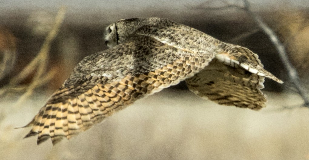 Great Horned Owl - ML150314551