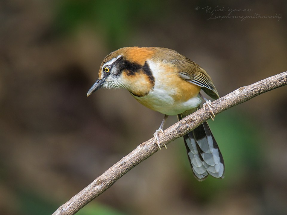 Lesser Necklaced Laughingthrush - ML150314831