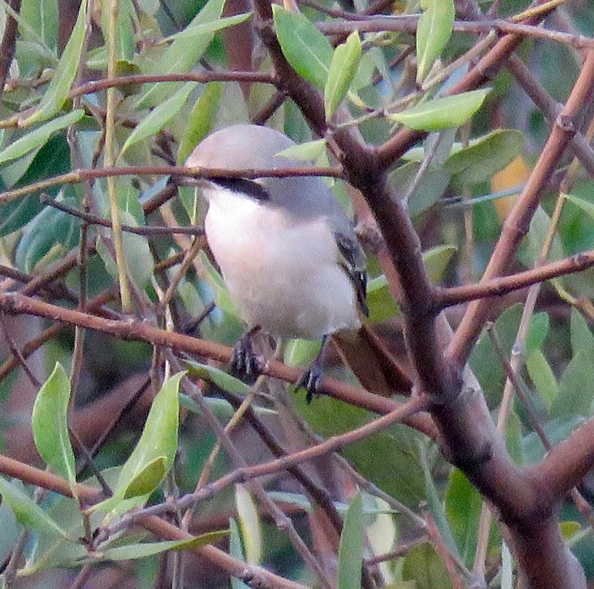 モウコアカモズ（isabellinus） - ML150316411