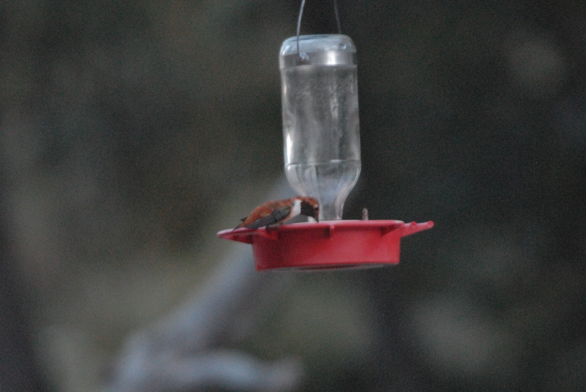 Rufous Hummingbird - James Jarosz