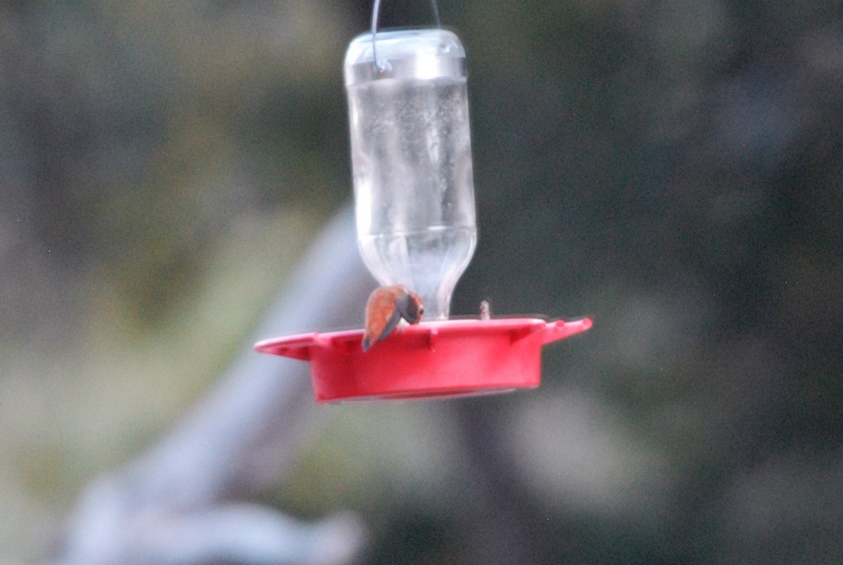 Rufous Hummingbird - James Jarosz