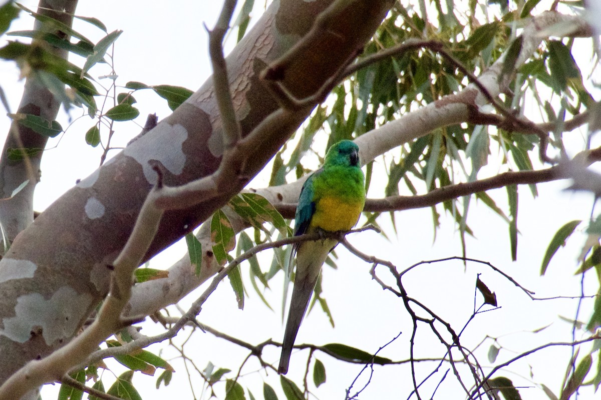 Red-rumped Parrot - John Beckworth