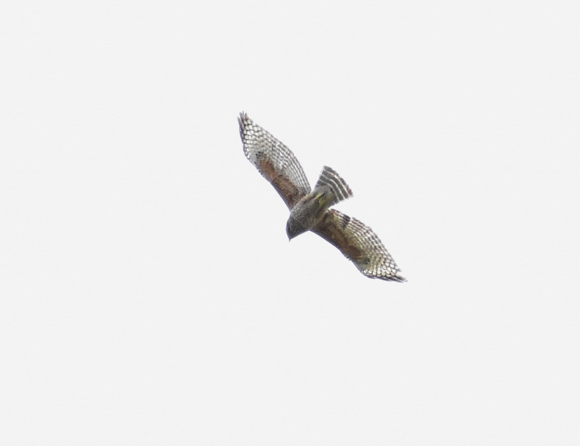 Red-shouldered Hawk (elegans) - ML150319641