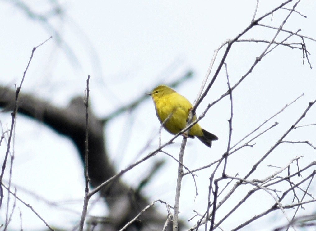 Orange-crowned Warbler - ML150320071