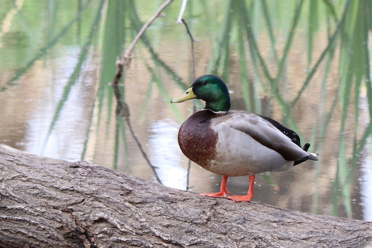 Mallard (Domestic type) - ML150320091