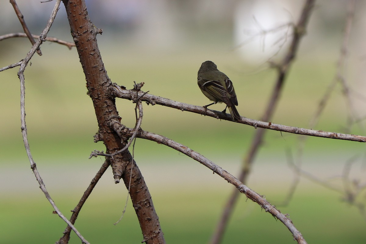 Roitelet à couronne rubis - ML150320411