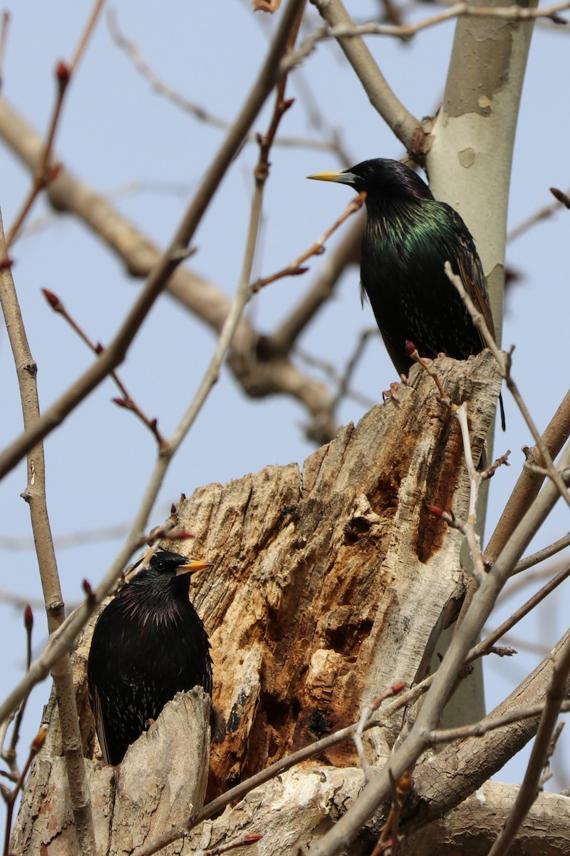 European Starling - Sara Masuda