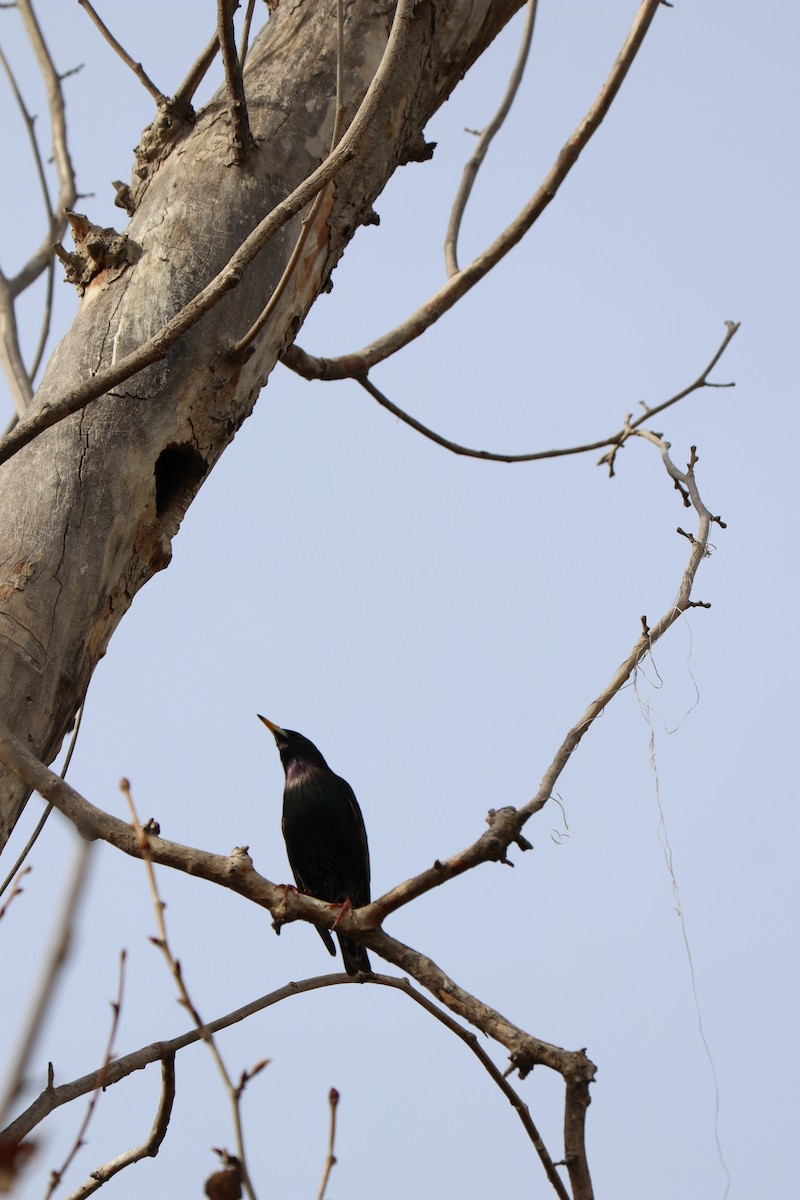 European Starling - ML150320541