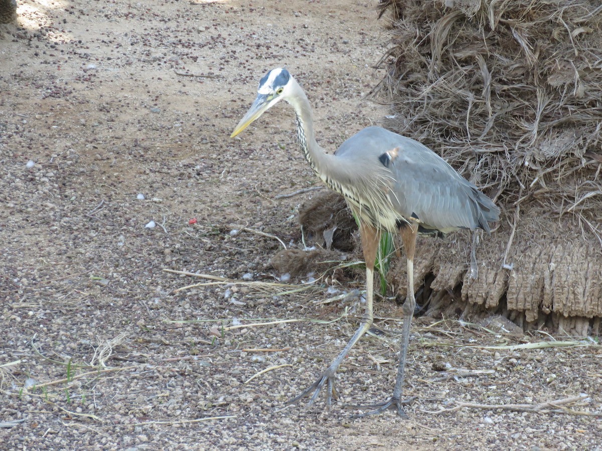 אנפה אמריקנית - ML150320701