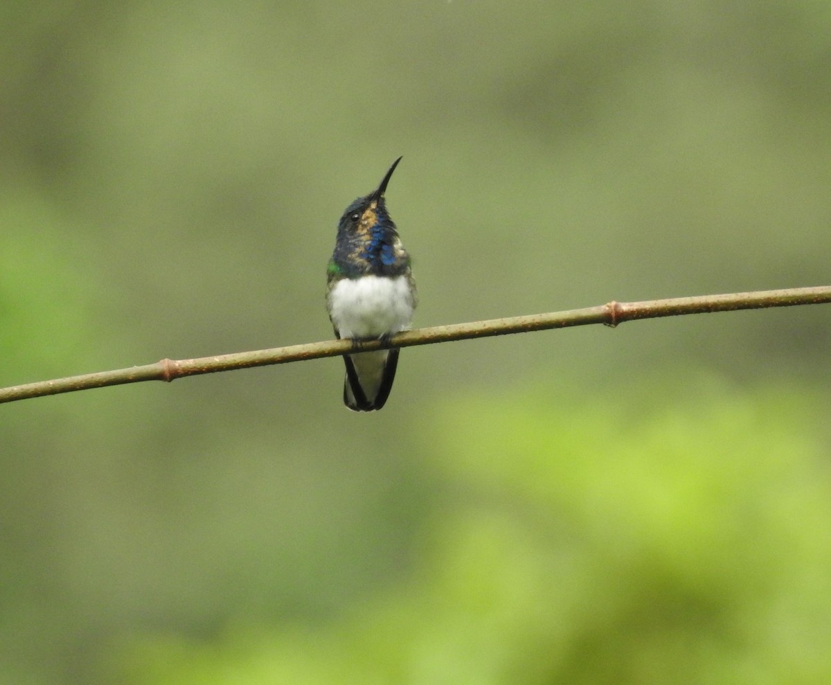 kolibřík bělokrký - ML150321261