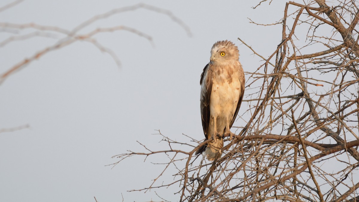 Short-toed Snake-Eagle - Sanjay Malik