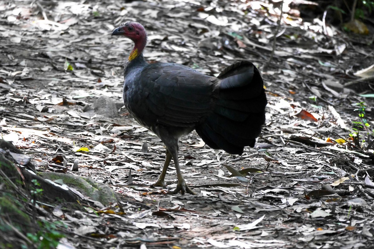 Australian Brushturkey - ML150323471