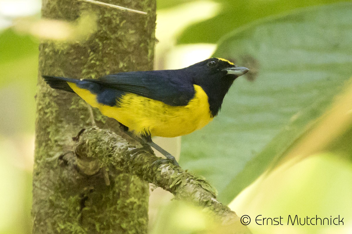 Spot-crowned Euphonia - Ernst Mutchnick