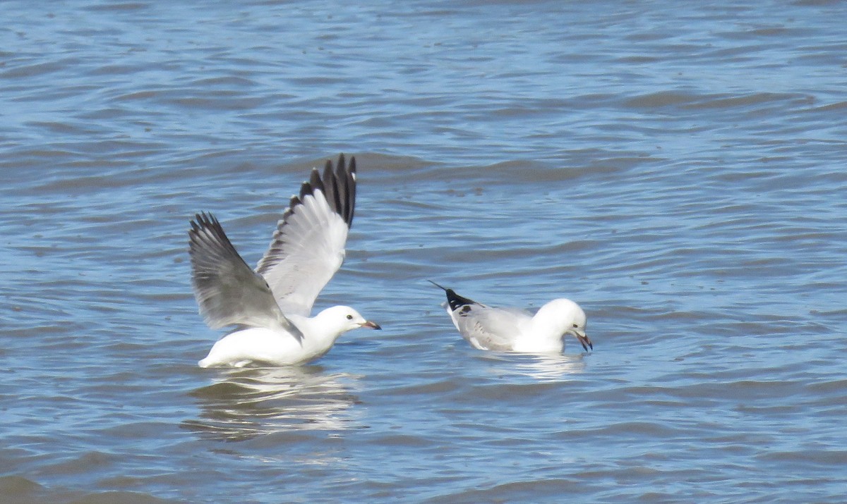 Silver Gull (Red-billed) - ML150323951