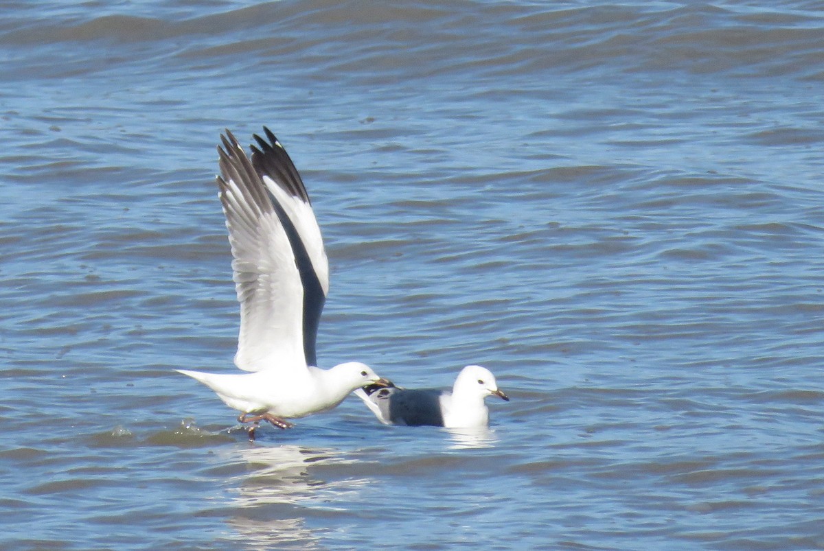 Silver Gull (Red-billed) - ML150323961