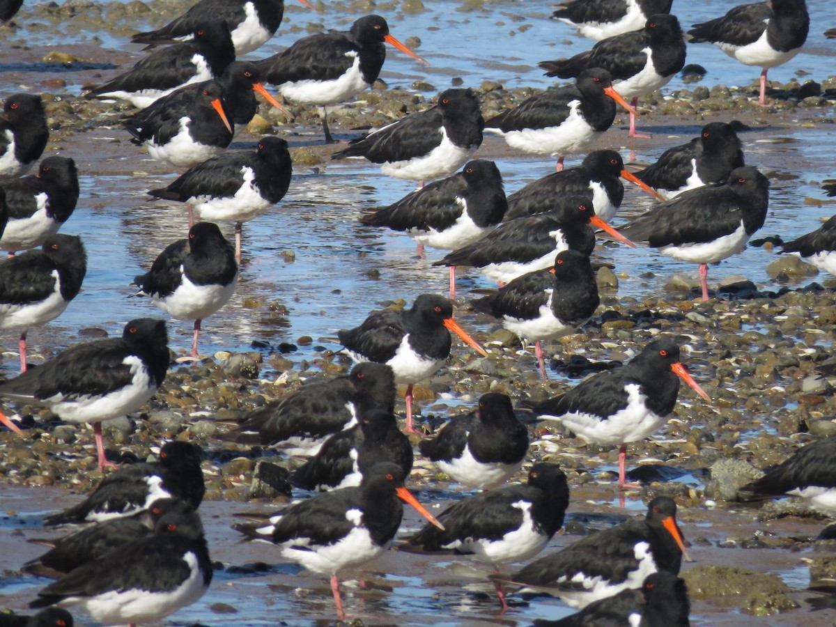 South Island Oystercatcher - ML150324031