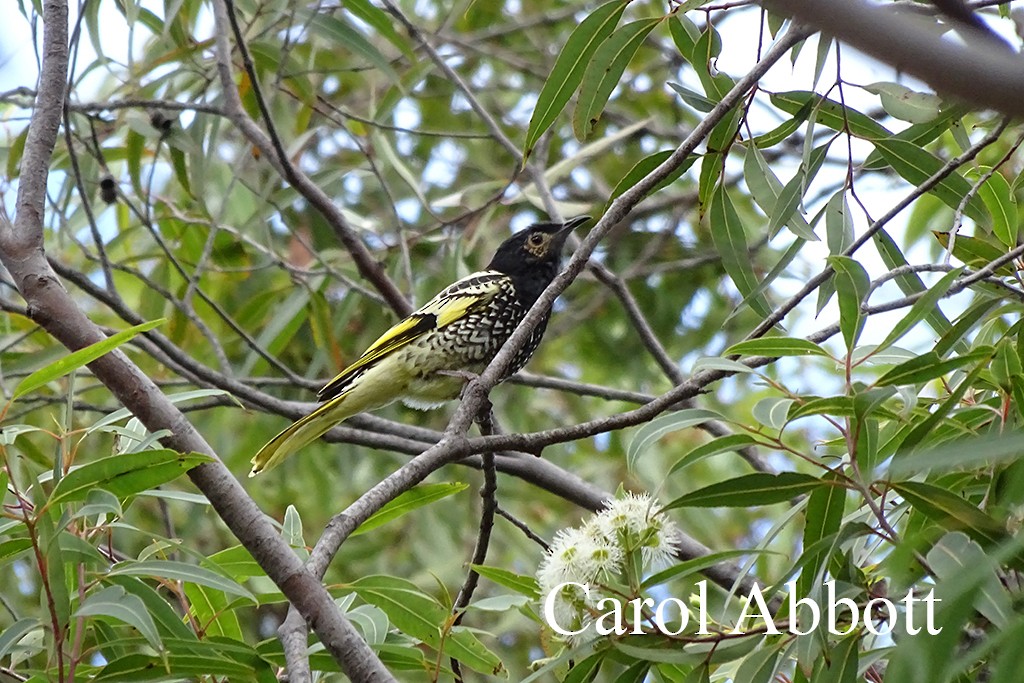 Regent Honeyeater - ML150324561