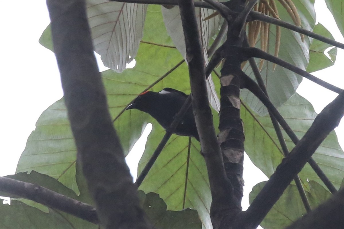 Scarlet-browed Tanager - ML150326781