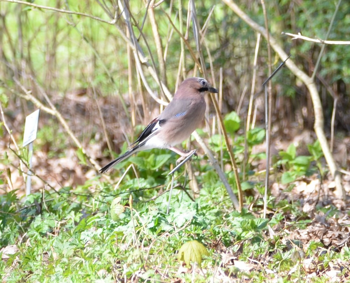 Eurasian Jay - ML150328641