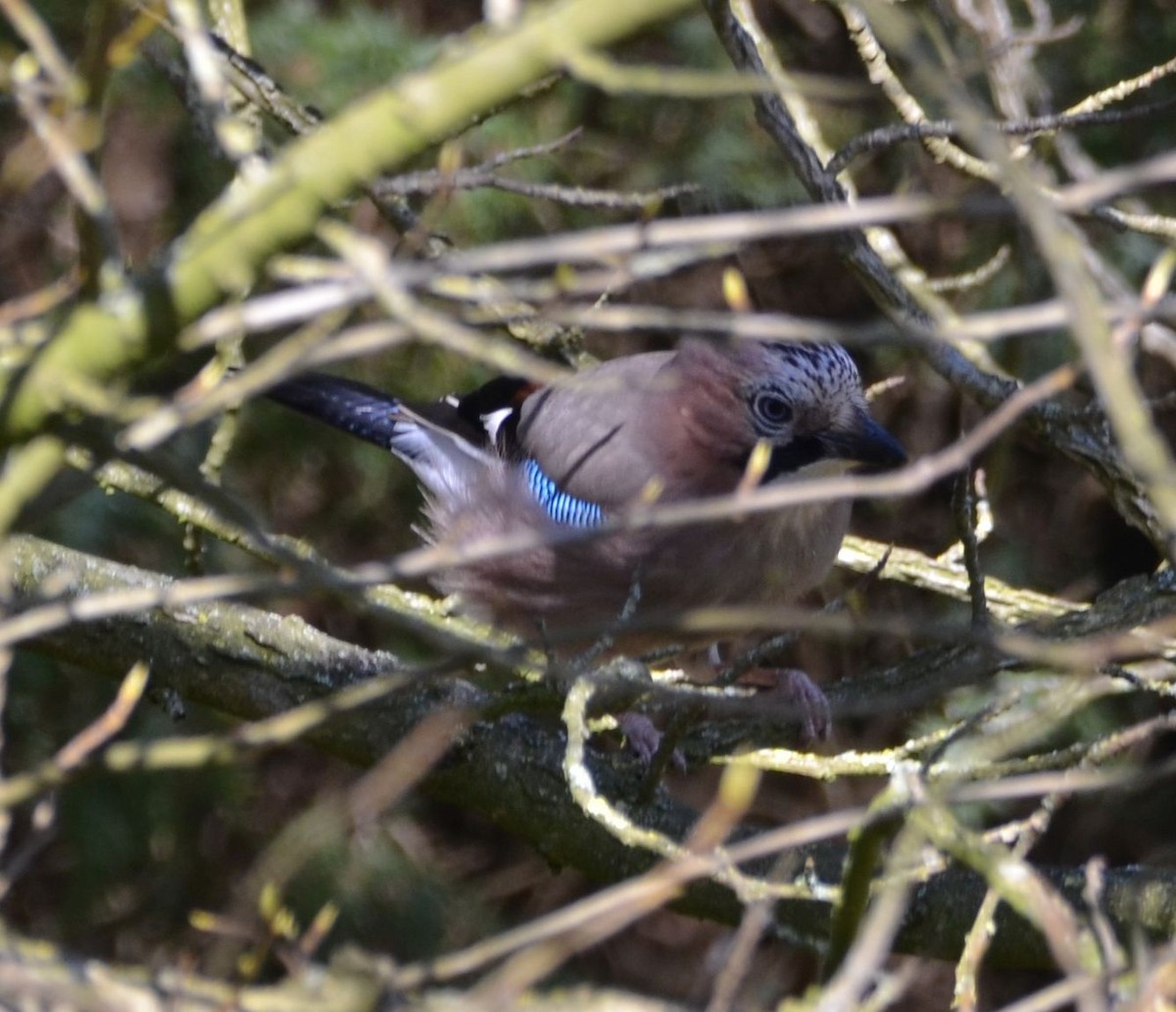 Eurasian Jay - ML150328651