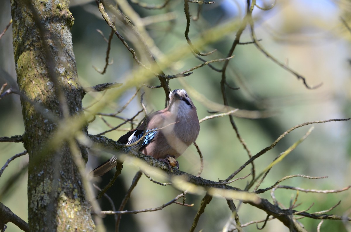 Eurasian Jay - ML150328671