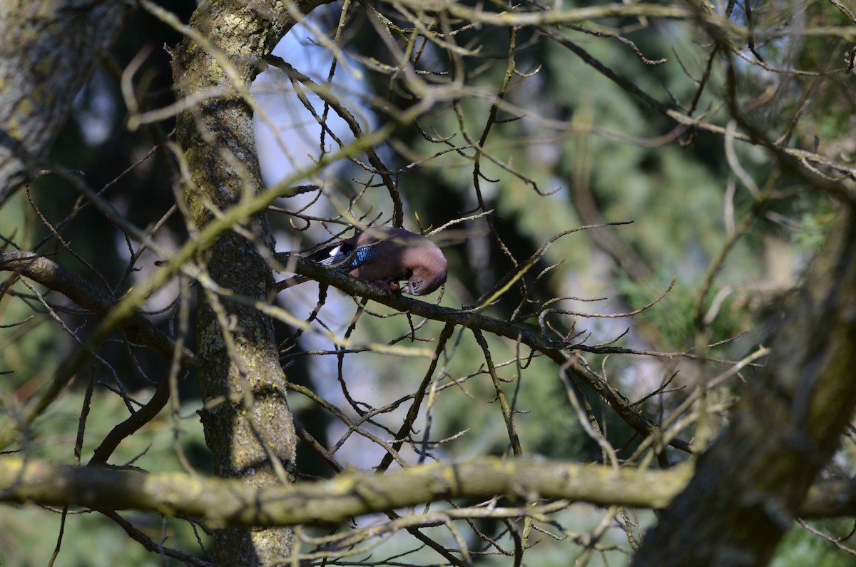 Eurasian Jay - ML150328681
