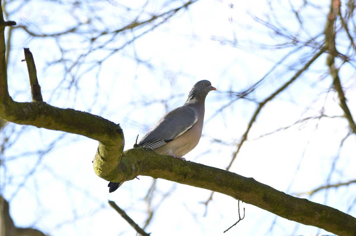 Common Wood-Pigeon - ML150328711