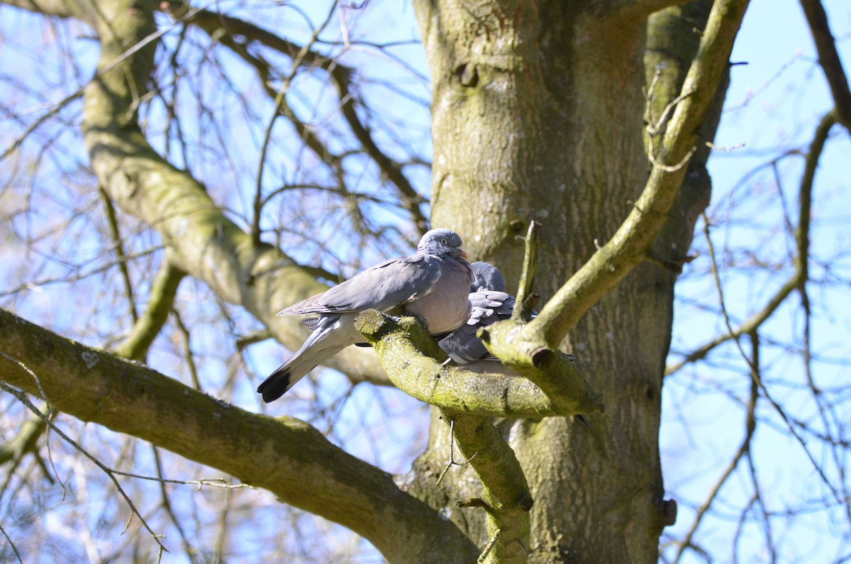 Common Wood-Pigeon - ML150328721