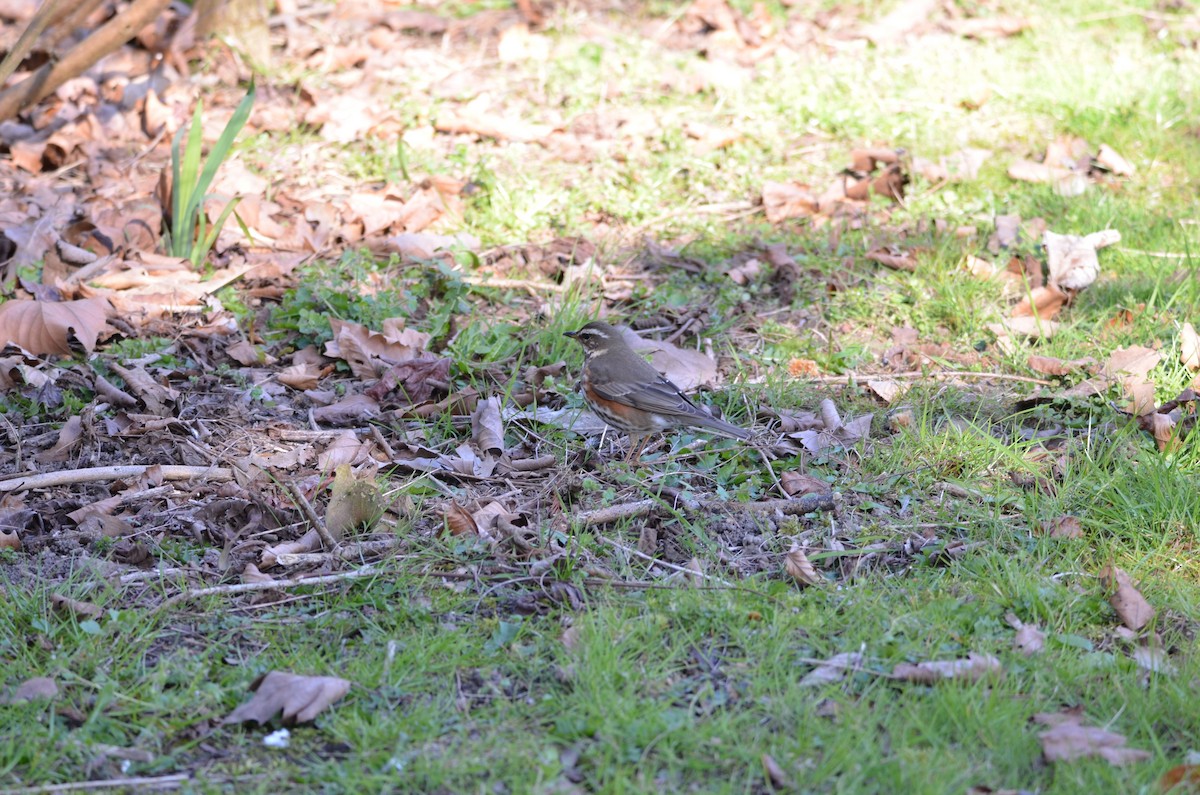 Redwing - ML150328751