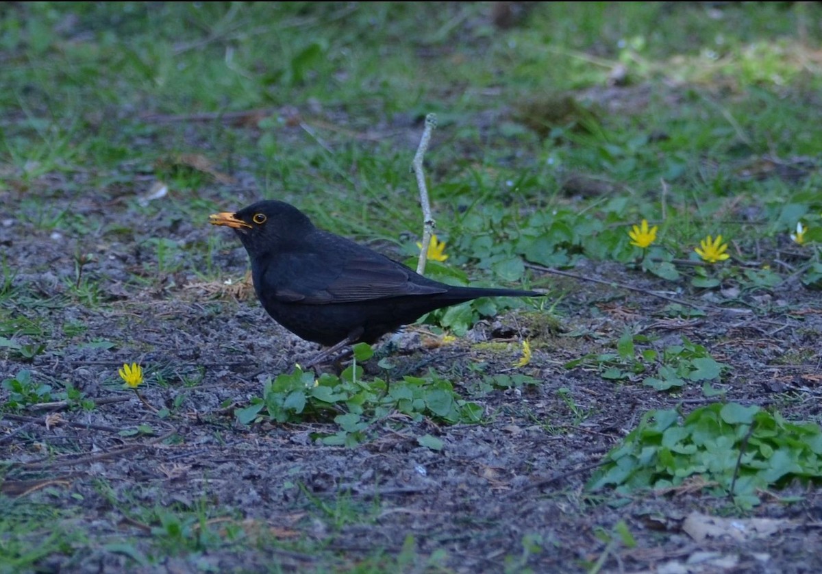 Eurasian Blackbird - ML150328761