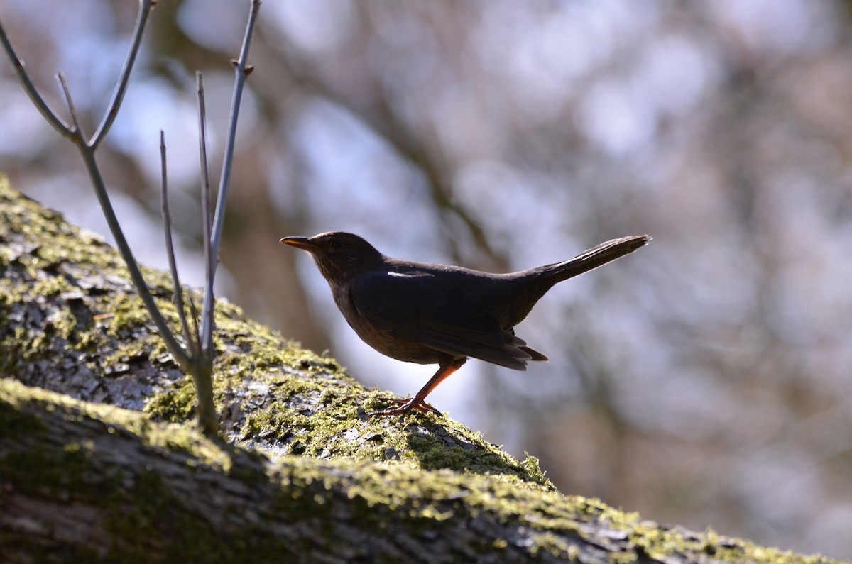 Eurasian Blackbird - ML150328781