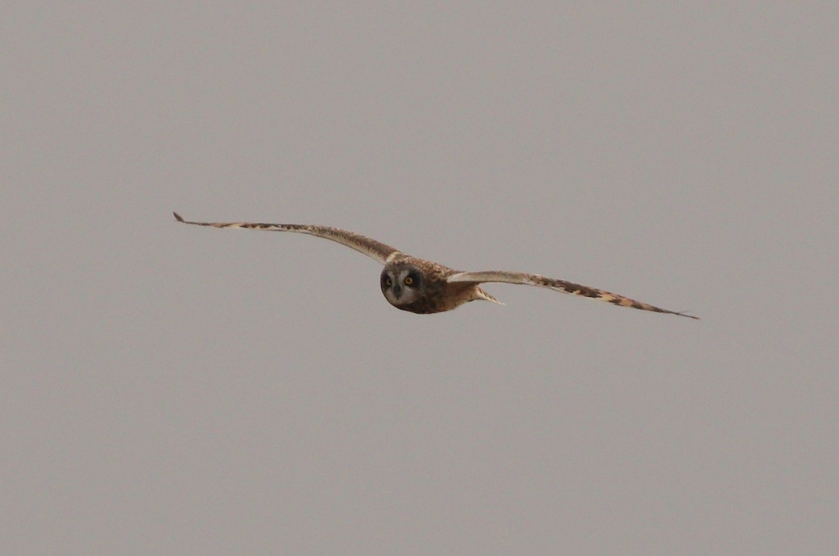 Short-eared Owl - Anuar López