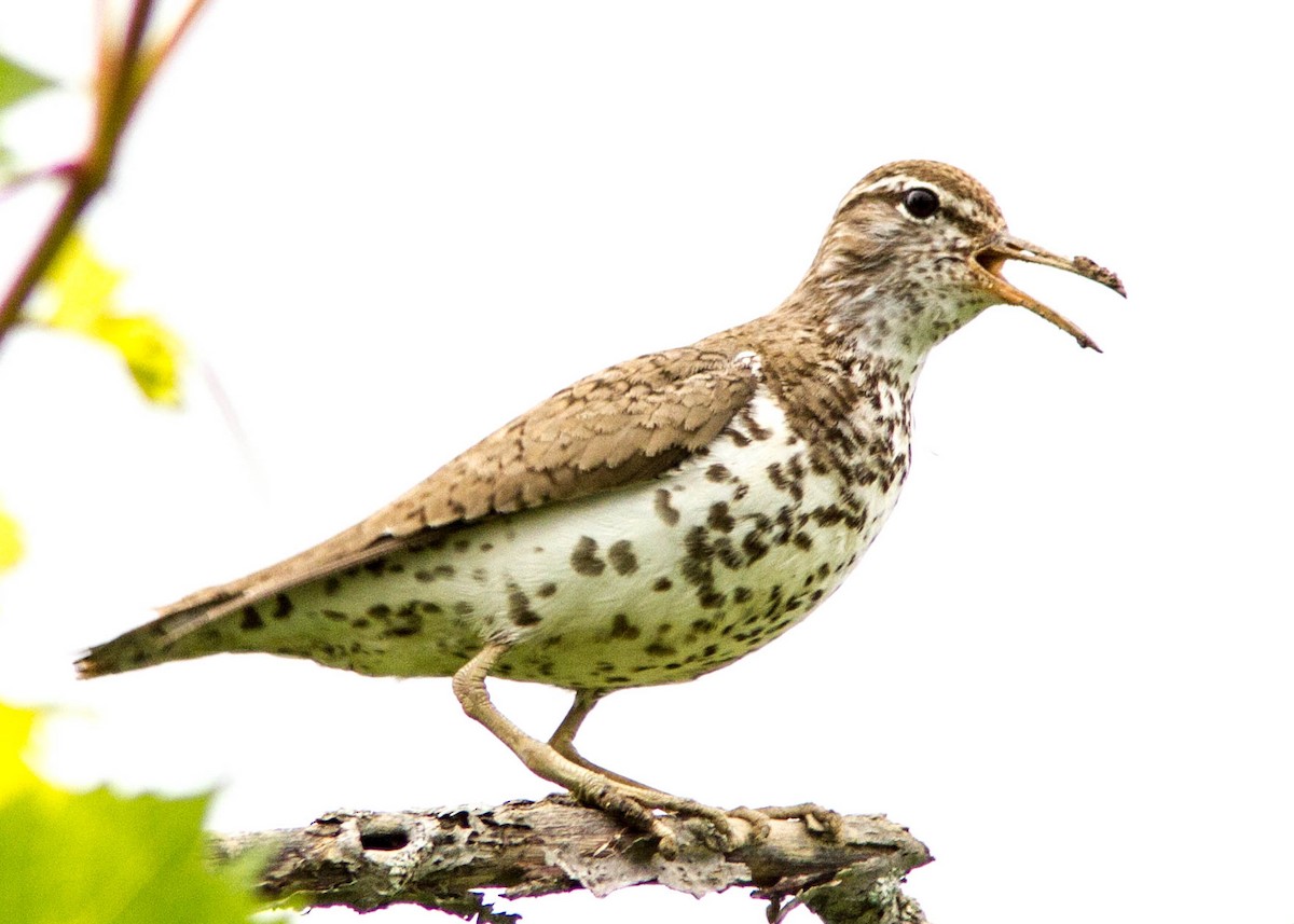 Spotted Sandpiper - Marc Boisvert