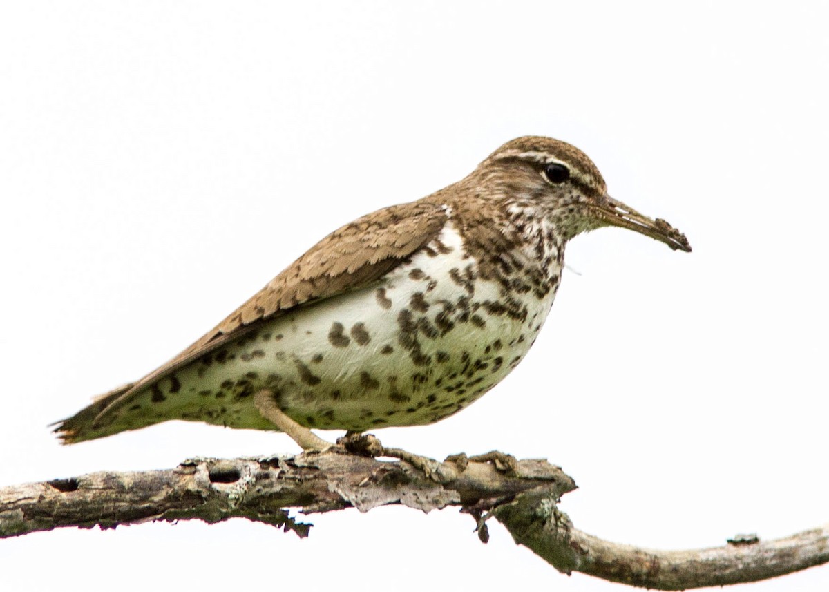 Spotted Sandpiper - Marc Boisvert