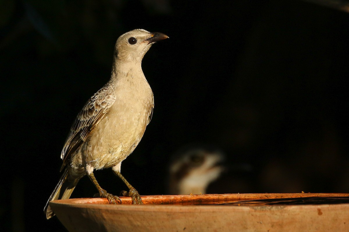 Great Bowerbird - Janis Otto