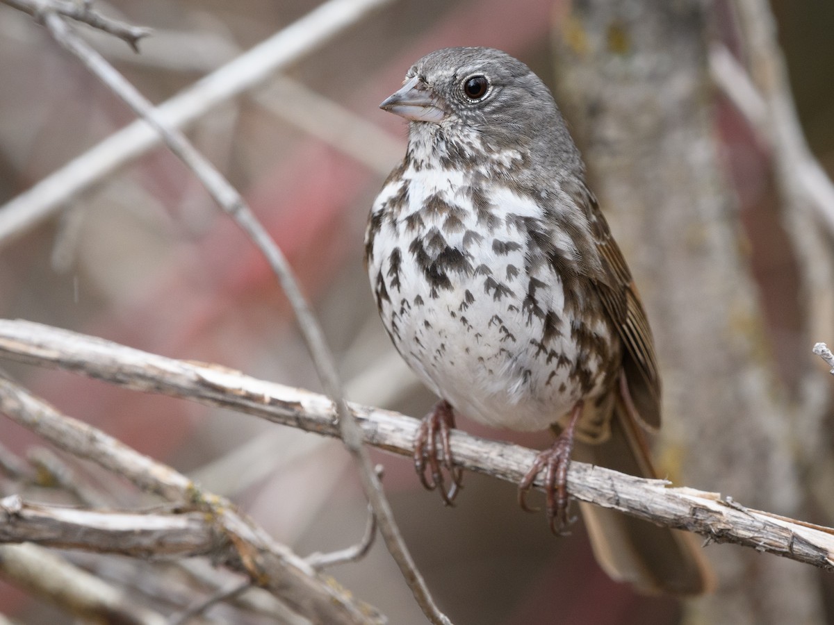 Fox Sparrow - ML150333961