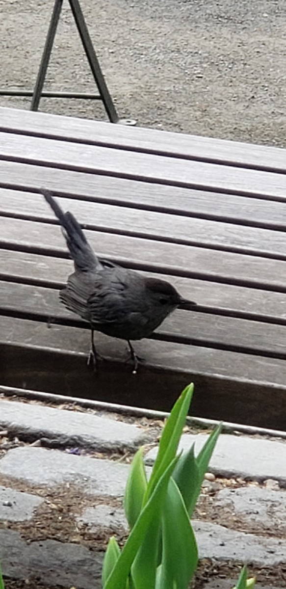 Gray Catbird - ML150334251